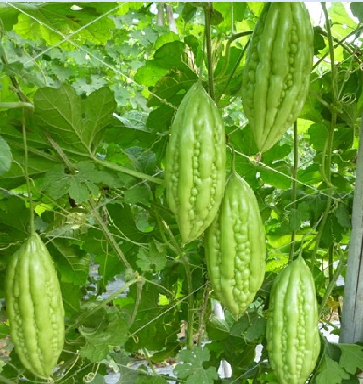 Hạt giống khổ qua mỡ ta ( mướp đắng )-gói 10 hạt