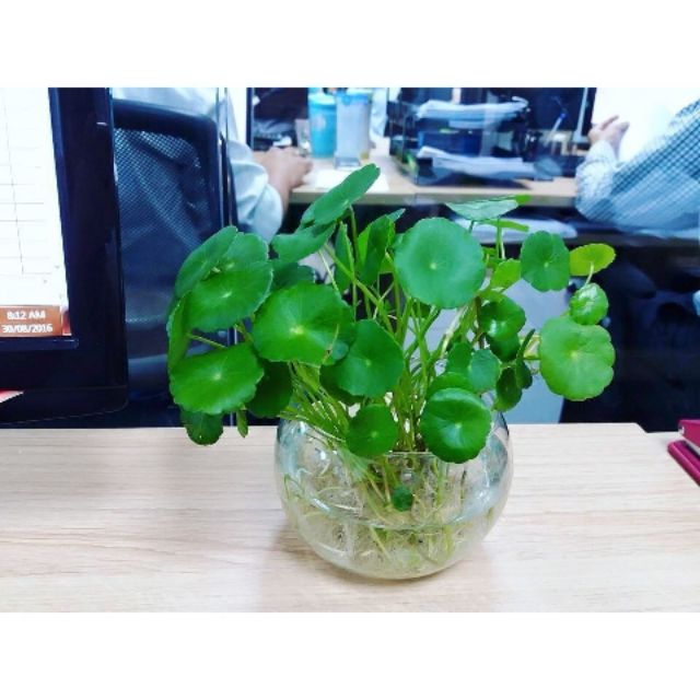Chậu Cây Rau Má Kiểng (Cây Đồng Tiền) 366LZ