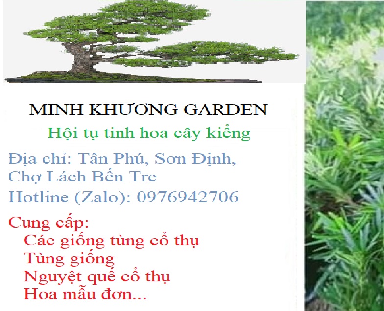 cây hoa mẫu đơn bông trang phụng hoàng lửa (giao cây cỡ như hình cuối)