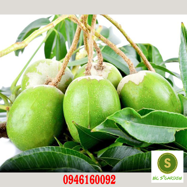 Cây giống Cóc Thái