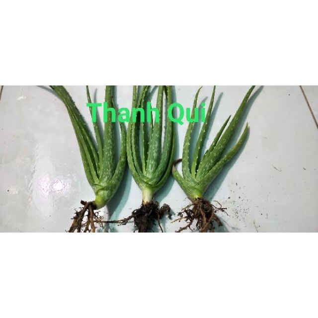 Cây nha đam giống (thái) siêu đẻ nhanh