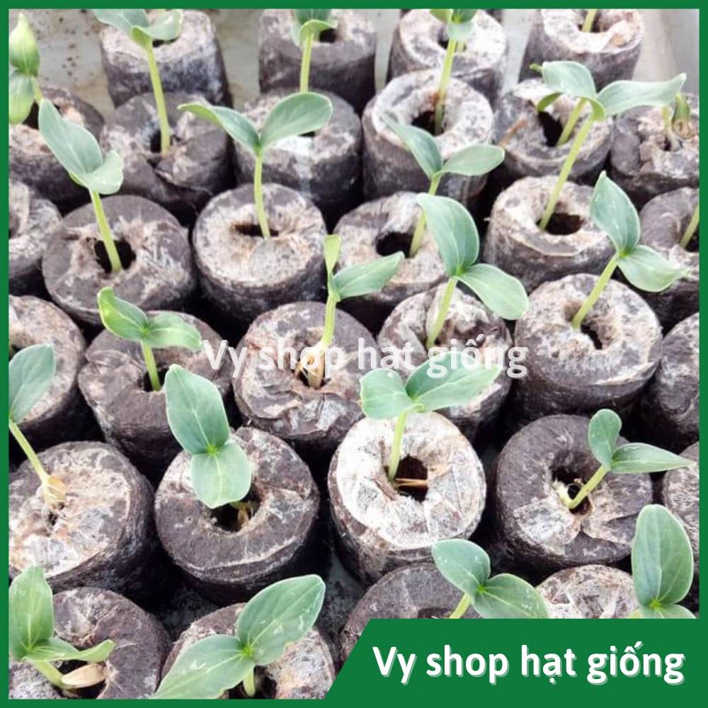 Set 10 viên nén xơ dừa ươm hạt giống