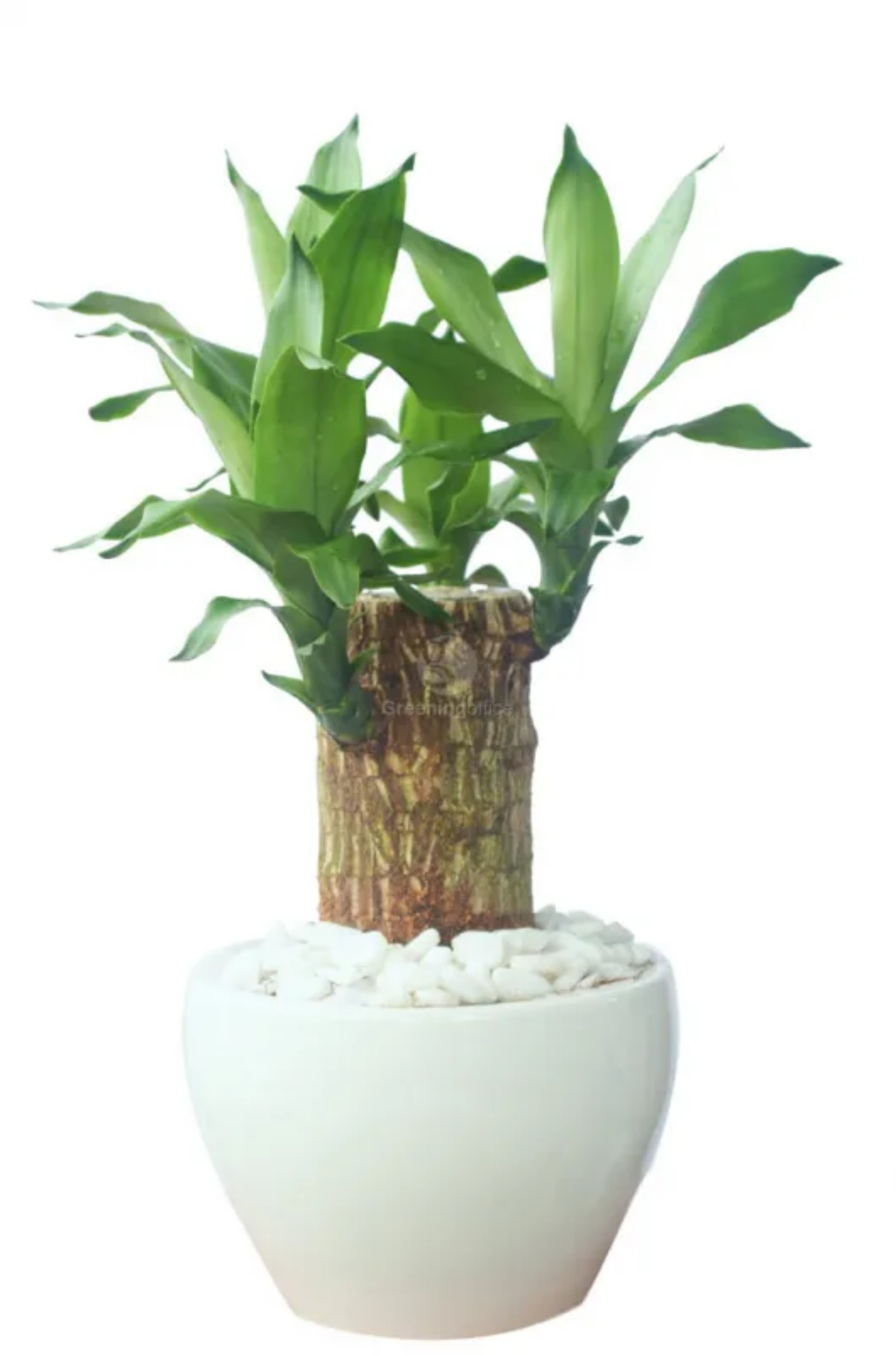 tiểu cảnh thiết mộc lan size lớn ( cây giống k kèm chậu)