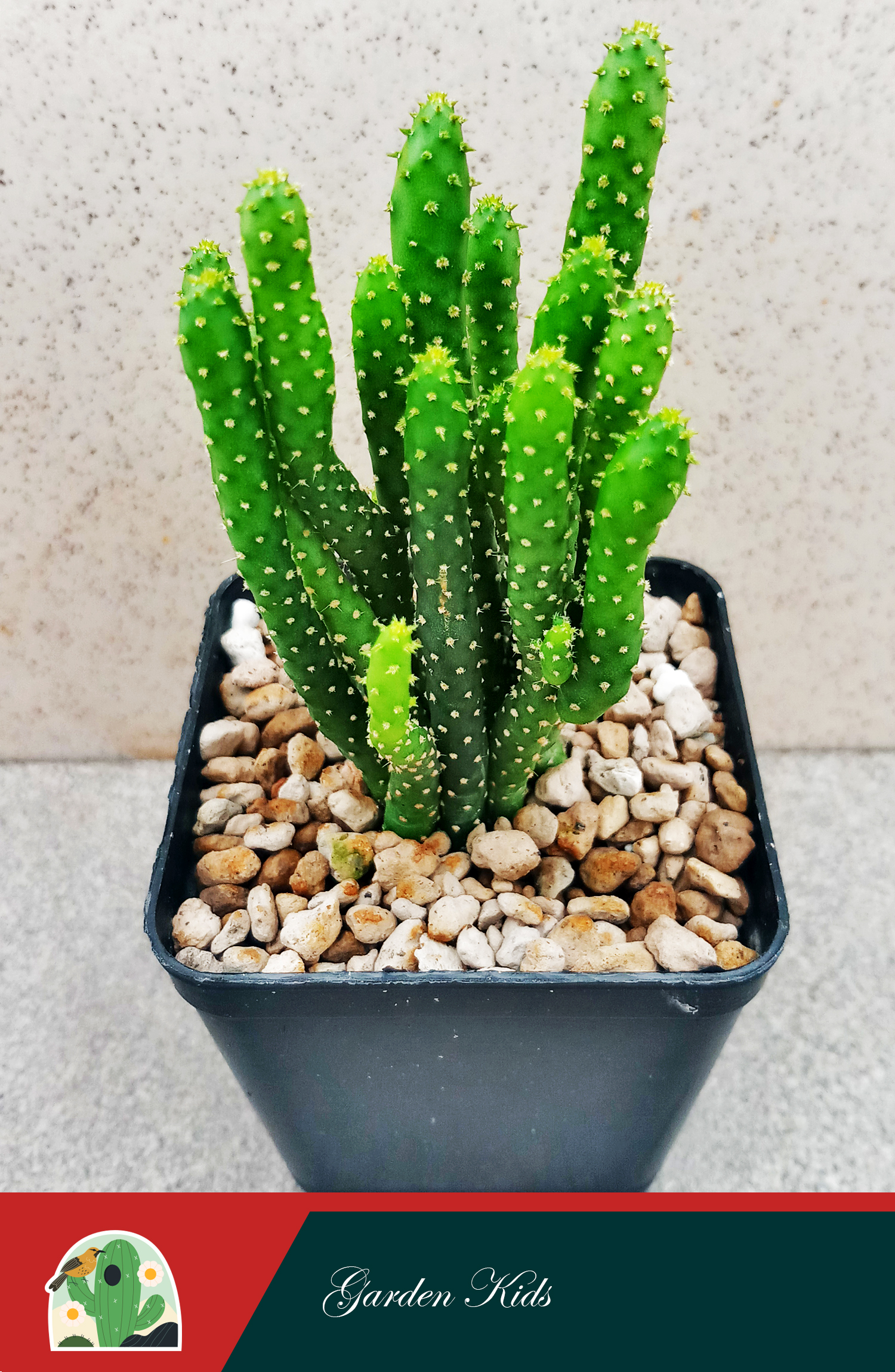 Xương rồng san hô (Opuntia Monacantha)