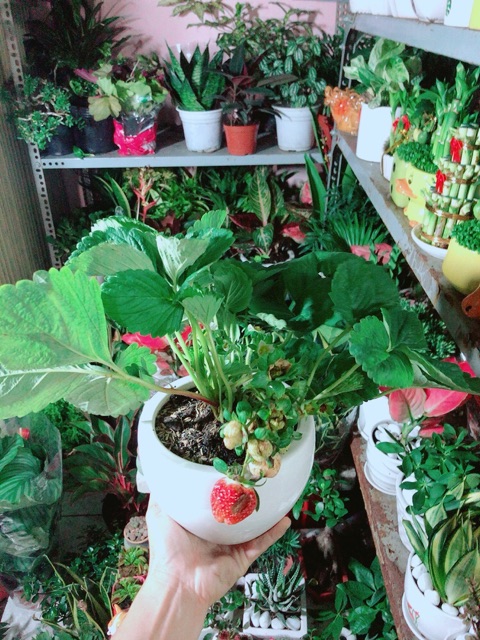 Chậu Cây Dâu Tây