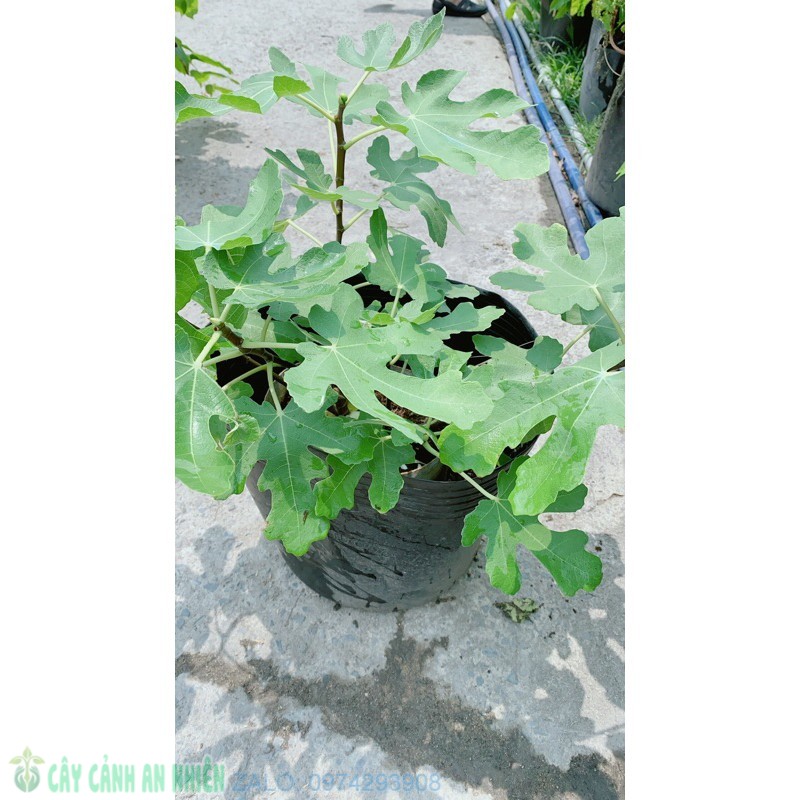 Cây sung mỹ size lớn đang ra quả