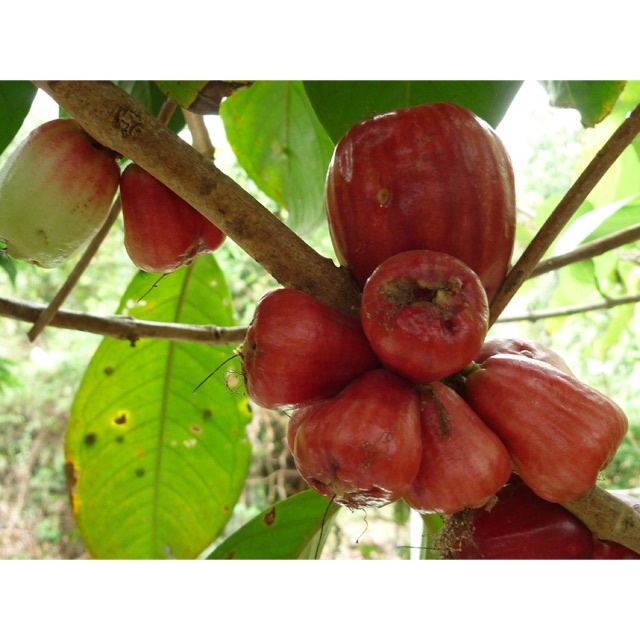 Cây Mận Điều Đỏ Giống (ghép siêu sớm)(CÂY GIỐNG