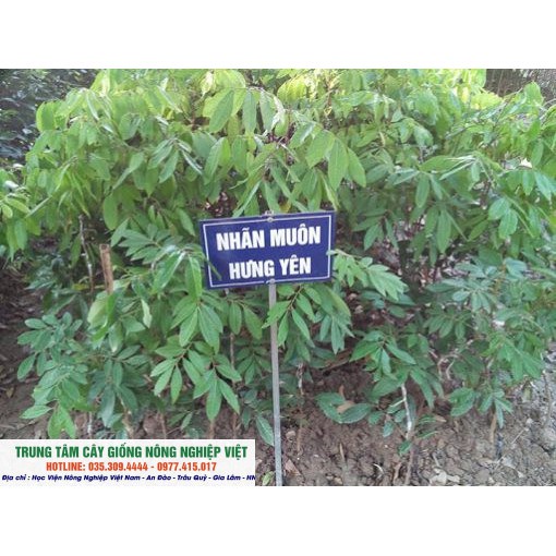 Cây nhãn lồng hưng yên ghép sớm