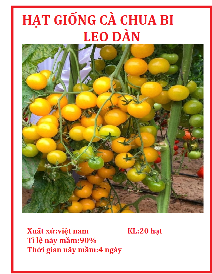 Hạt giống cà chua bi dây leo vàng dể trồng-gói 20 hạt