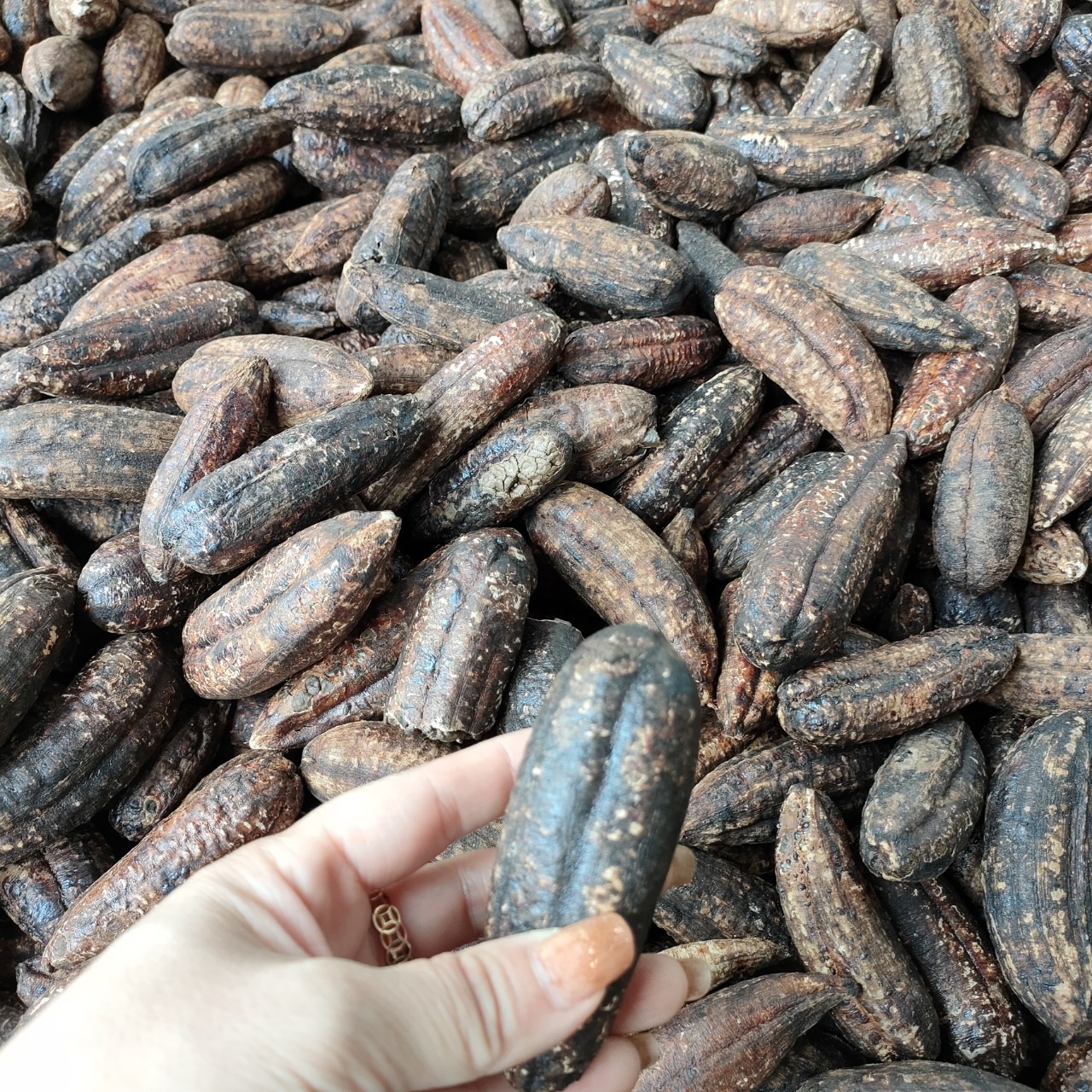 Sâm cau đỏ tây bắc