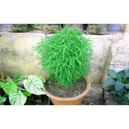 Gói 30 hạt cỏ đổi màu, tặng kích mầm