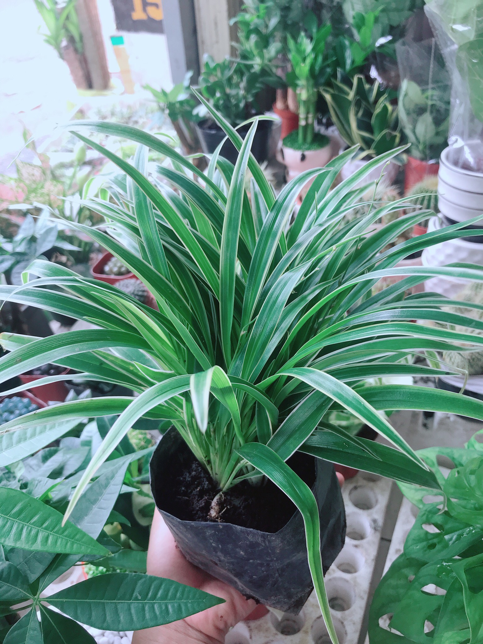 Chậu lan cỏ chi
