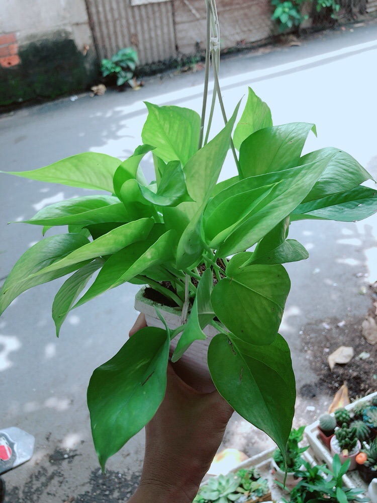 [HCM]Trầu Bà Thái