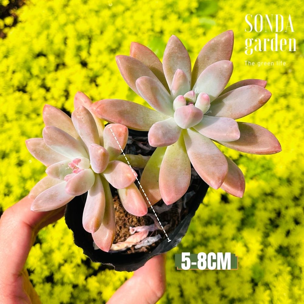 SEN ĐÁ PHA LÊ SIZE BÉ SIÊU KHOẺ ĐẸP LỖI 1 ĐỔI 1