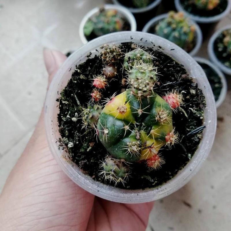 xương rồng damsi lem