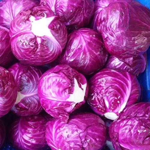 Hạt Giống Rau Bắp Cải Tím F1. Túi 0.2 Gram - Năng Xuất Cao - Dễ Trồng - Kèm Quà Tặng
