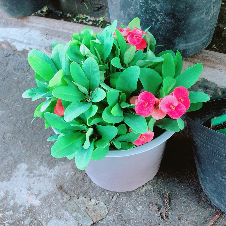 Chậu Xương Rồng Bát Tiên