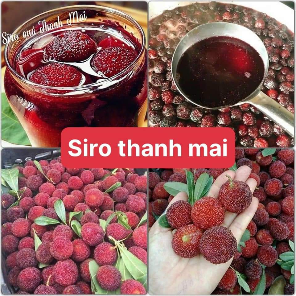 SIRO THANH MAI NGÂM ĐƯỜNG