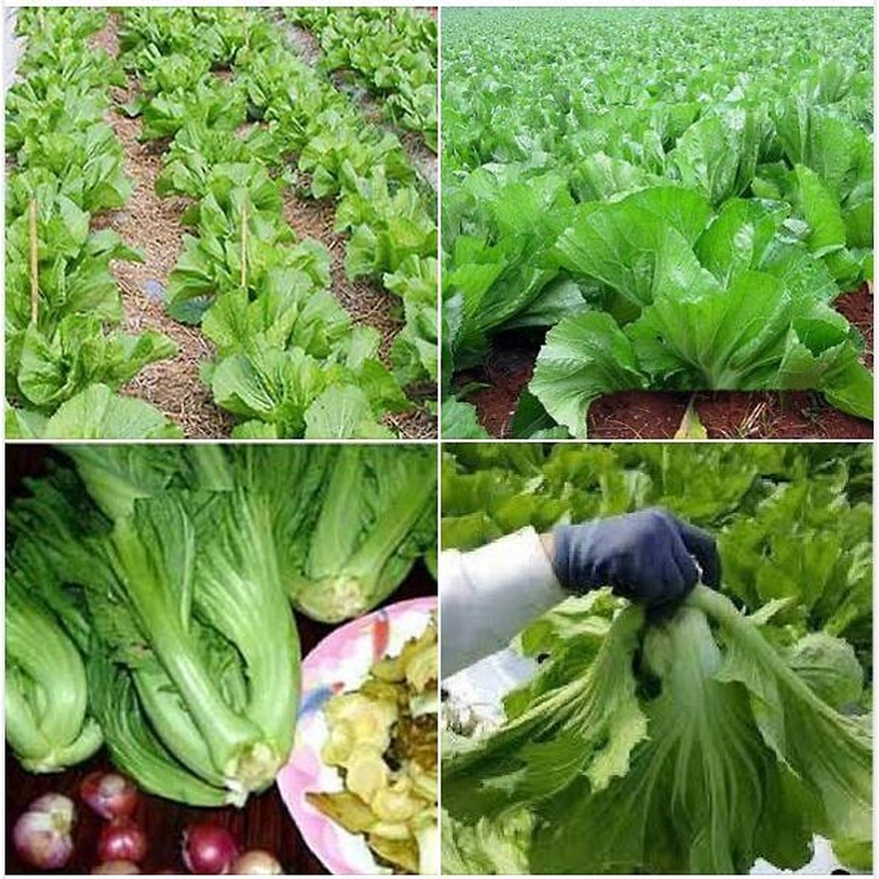 Hạt Giống Cải Bẹ Dưa (Cải Tòa Xại) - 20Gr