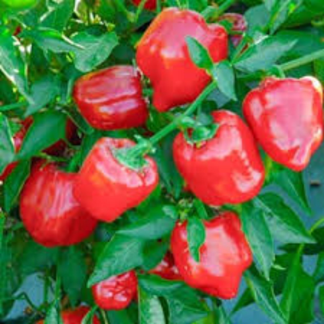 HẠT GIỐNG ỚT NGỌT ĐỎ F1. TÚI 10 HẠT - DỄ TRỒNG - NĂNG XUẤT CAO.