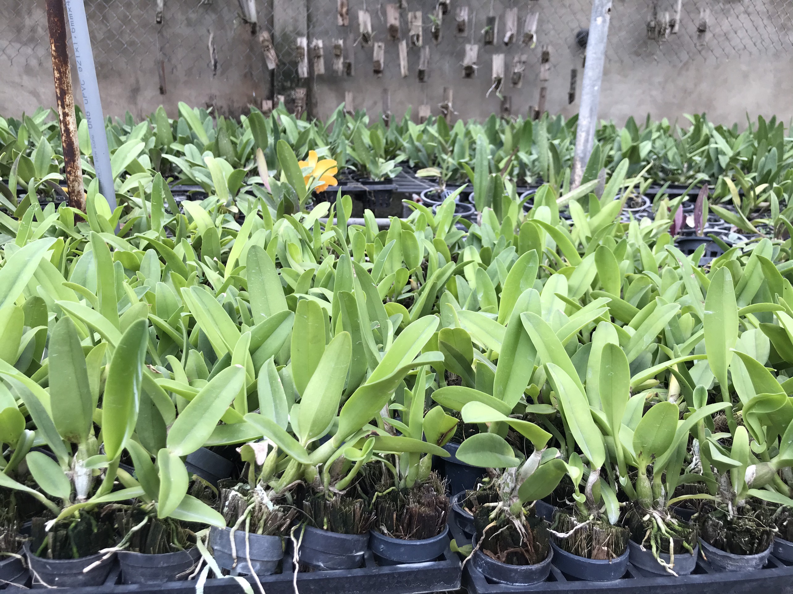 Hoa lan Catt đài Youngmint cây giống