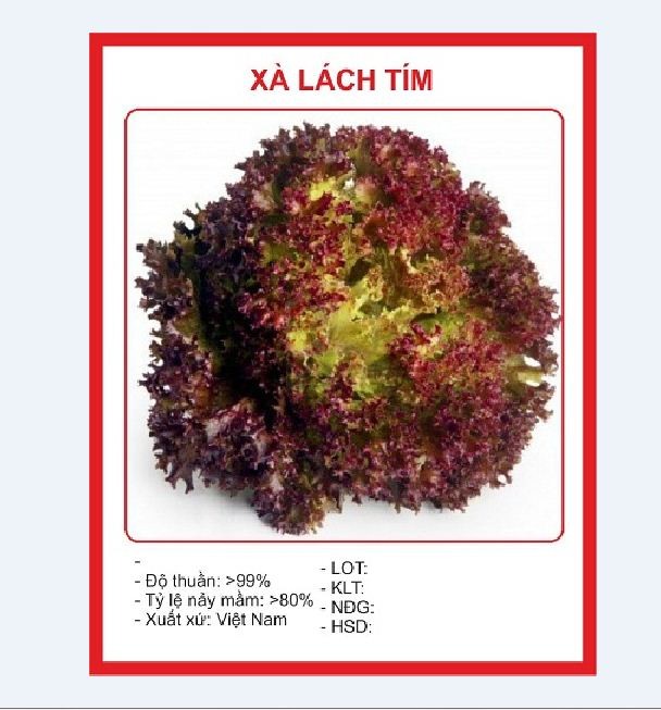 "Gói 0.2Gr=150Hạt " Hạt giống Rau Xà lách xoăn tím