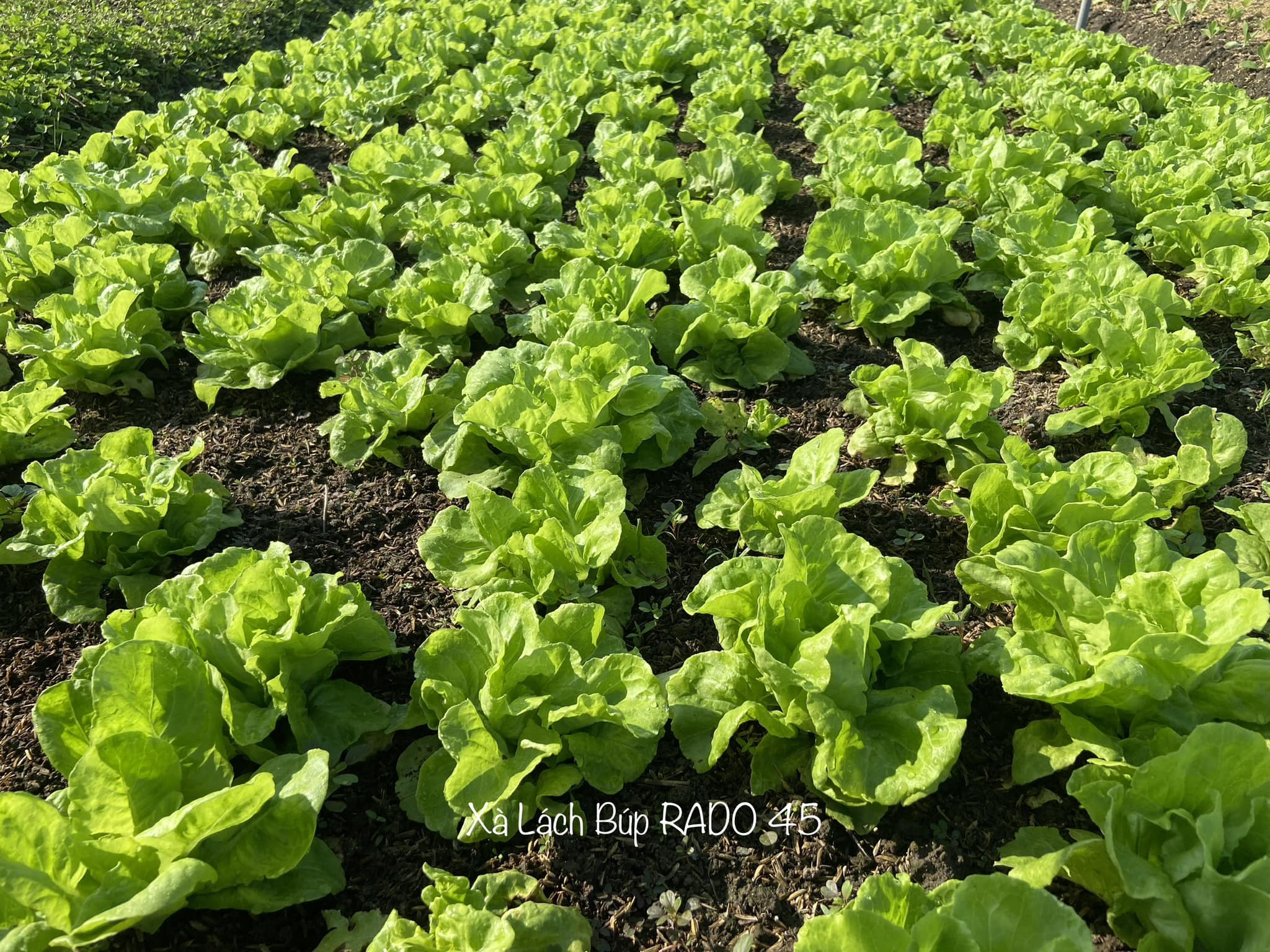 [Seeds] Hạt giống xà lách búp RD45, đóng gói 5gr (khoảng 2500 hạt)