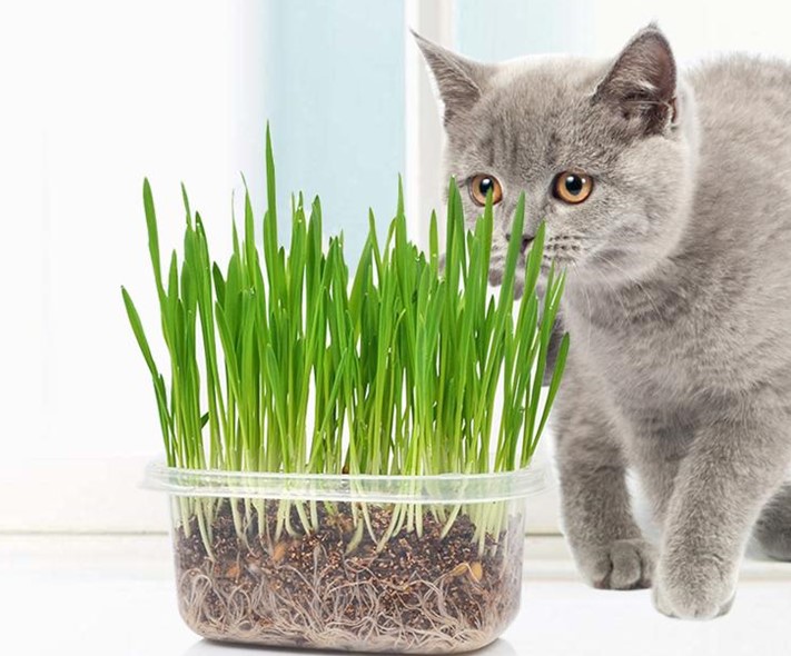 Bộ trồng cỏ mèo - Phụ kiện Long Vũ