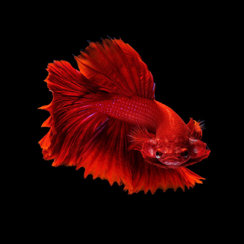 Cá Betta Halfmoon Full Red Trống Siêu To, Siêu Đẹp Đem Đến May Mắn, Tài Lộc - Cá Betta Thái Lan