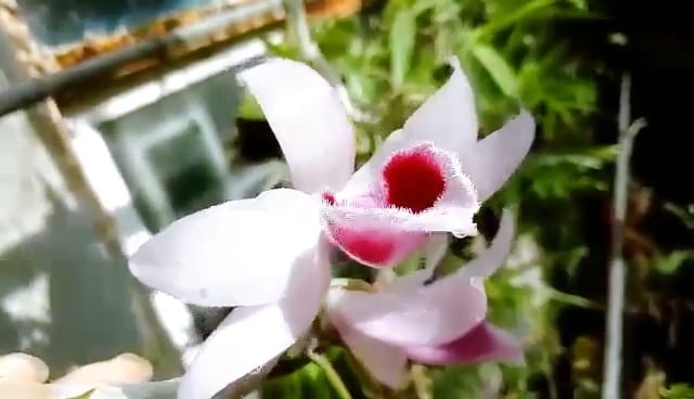 Cây giống hoa lan ĐăkLei (hàng rừng  nhân ki 15-25cm)