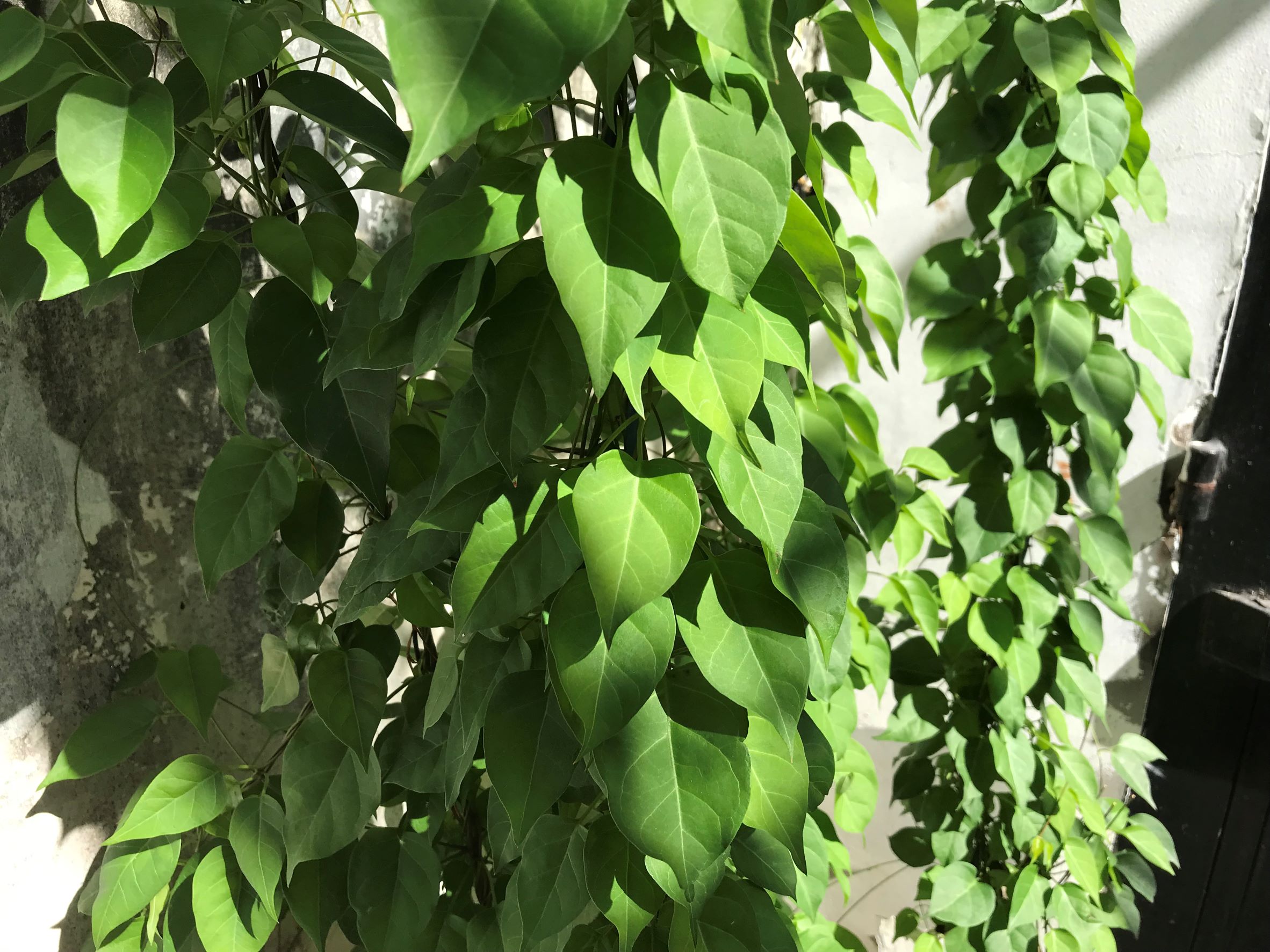 Lá giang tươi nấu canh chua