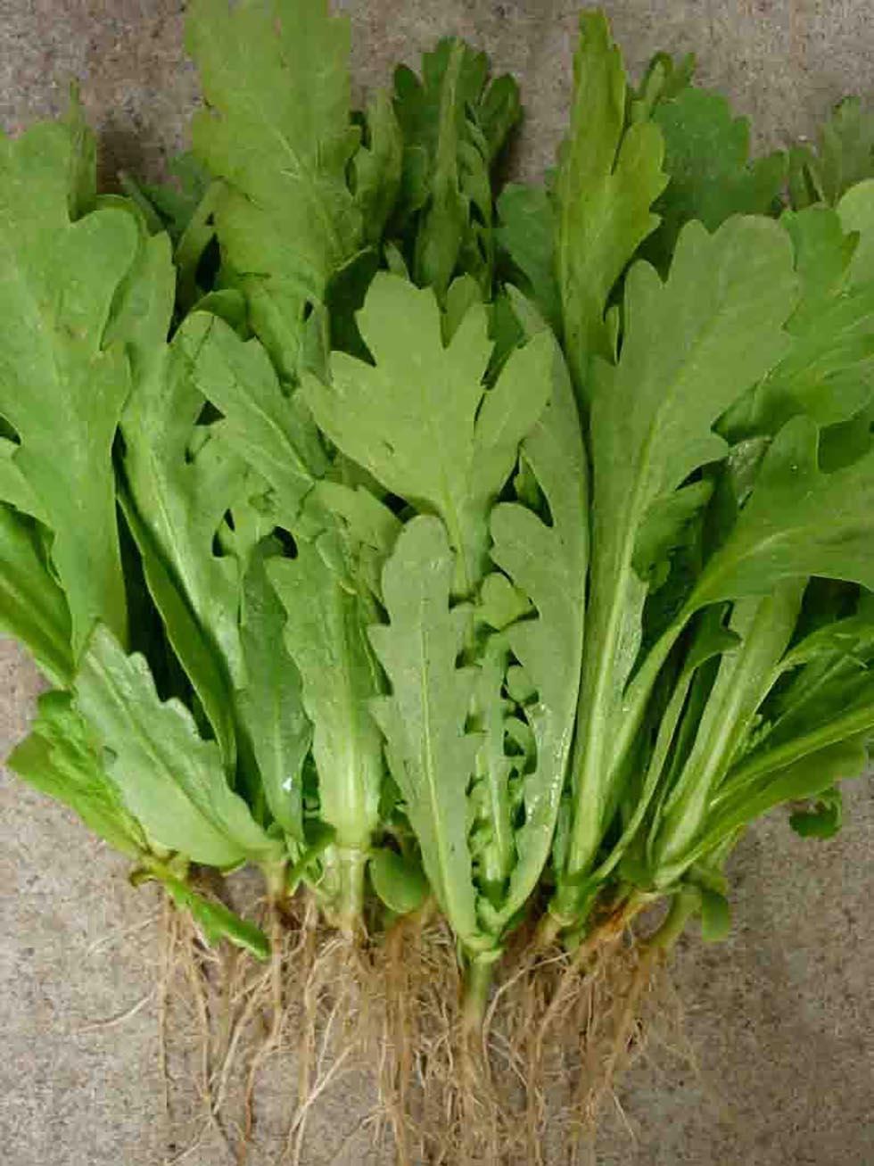 [HCM]Gói 20g hạt giống tần ô Garland lá tròn