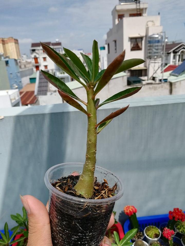 [HCM]Củ sứ somalen