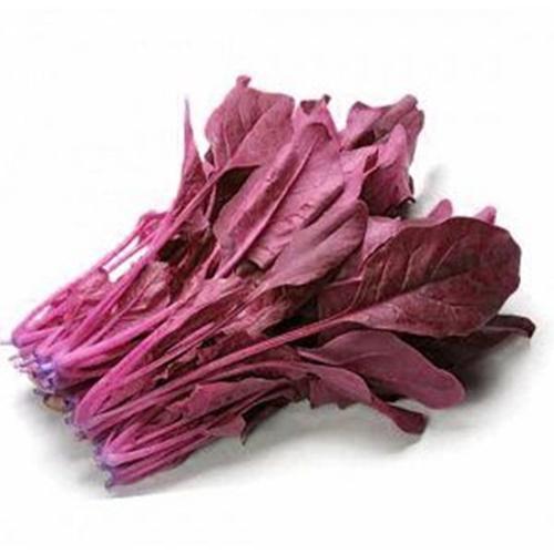 Hạt Giống Cải Bó Xôi Đỏ F1. Túi 50 Hạt Chất Lượng Tốt - Giàu Dinh Dưỡng - Kèm Quà Tặng