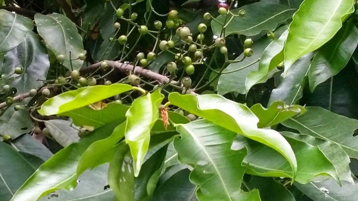 Cây Lá Vối Ngọt 2 / Cây