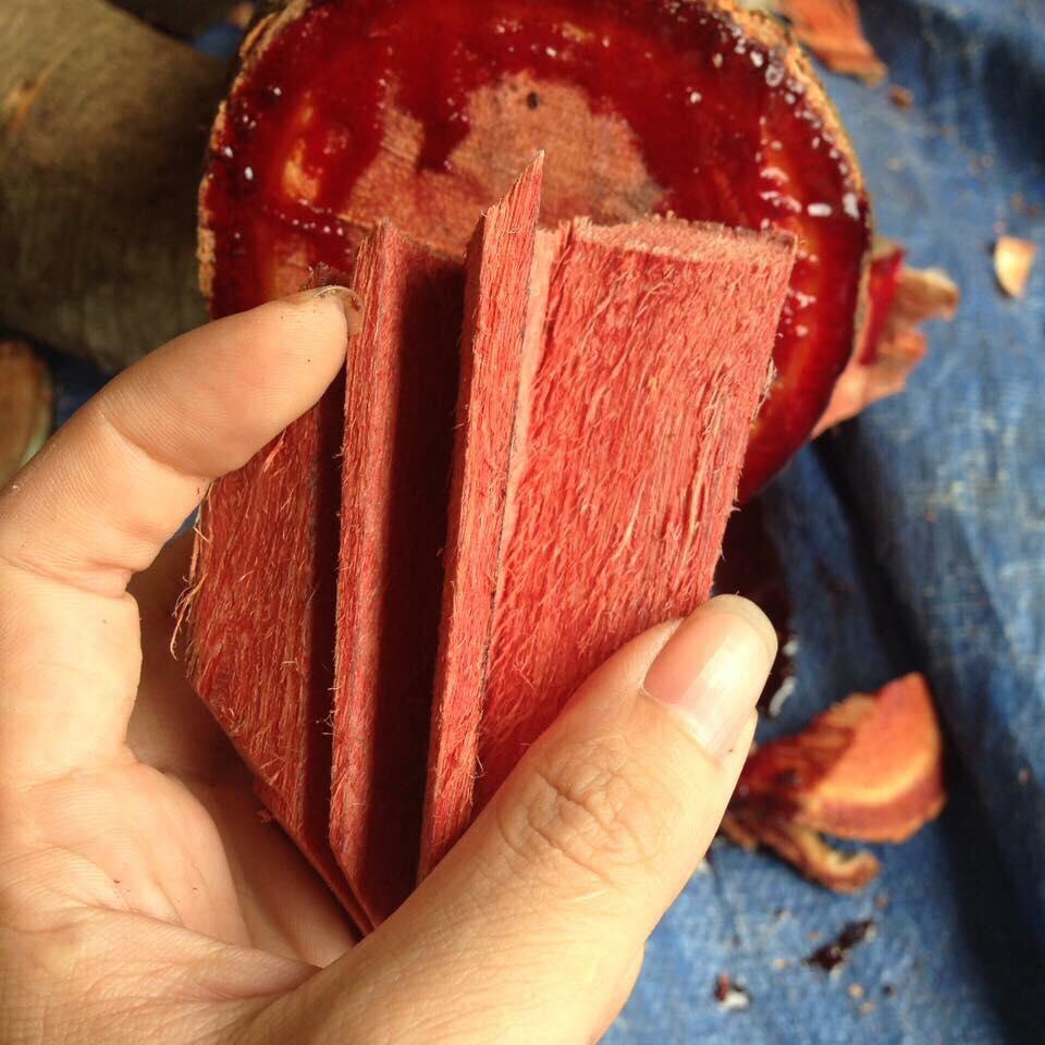 [HCM]Cây cỏ máu 100% cỏ máu (gói 500g)