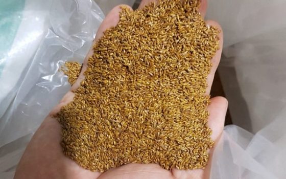 MJ10C GÓI 100 HẠT GIỐNG CỎ NHUNG NHẬT