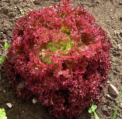 Hạt giống xà lách Romaine đỏ 2gr