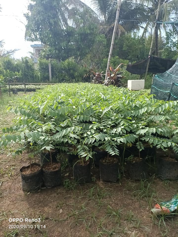 Cây Chùm Ruột Ngọt Siêu Trái
