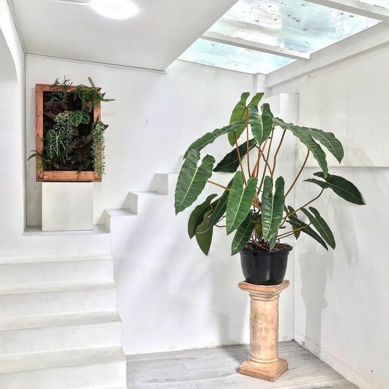 Cây philodendron billietiae - Trầu bà hồng hạc