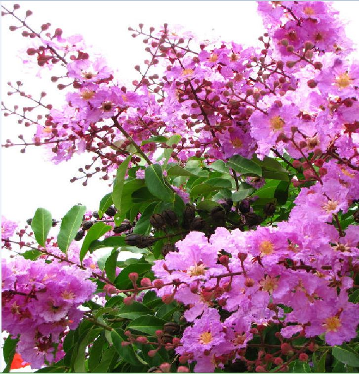 Hạt Giống Hoa Bằng Lăng Tím - Gói 30 hạt