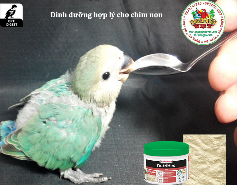 Muỗng đút bột cho vẹt con
