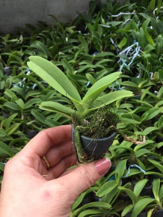 Lan Đai Châu 🍀FREESHIP🍀( Ngọc điểm ) Đủ Màu [ Cây Giống ]