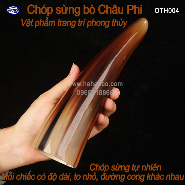 Chóp sừng Bò Châu Phi vật phẩm phong thủy - Mang lại giàu sang, sung túc
