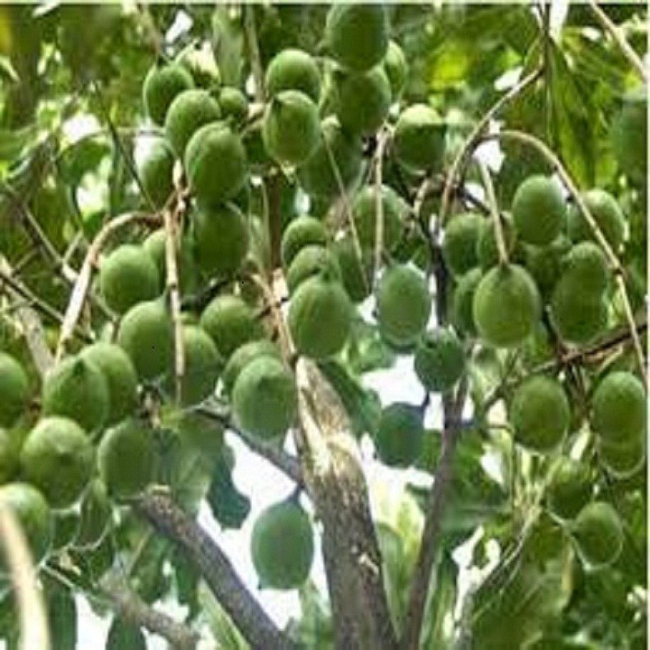 CÂY GIỐNG HẠT MACCA HÀNG GIEO HẠT - CGHMCGH