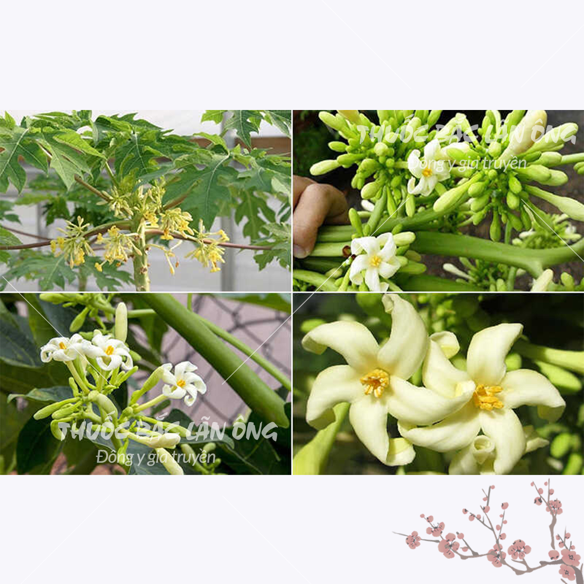 Hoa đu đủ đực sấy khô 100g ( Thảo dược thiên nhiên tốt cho sức khỏe)