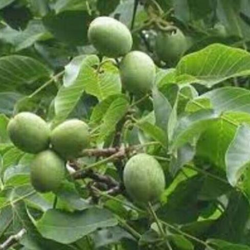 Cây Giống Óc Chó, Chống Chịu Tốt