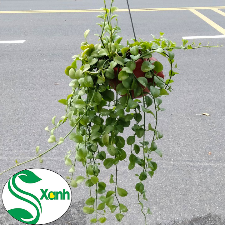 Lan Đô La Ốc Nhựa Đỏ