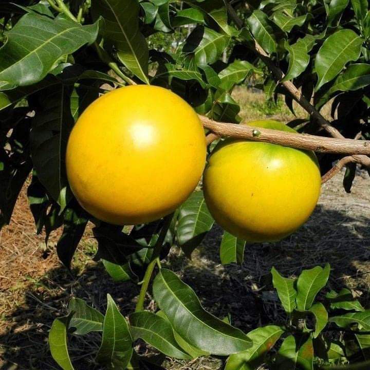 Vú sữa hoàng kim cây geo hạt