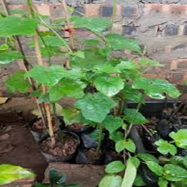 Dây cát đằng – Hoa leo đẹp dễ trồng và chăm sóc